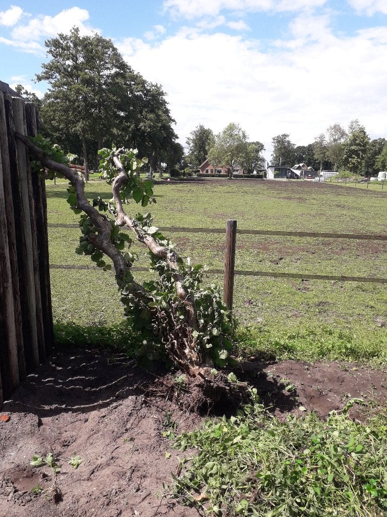 Struiken en planten, Ophalen of Verzenden, Overige soorten, Struik, 100 tot 250 cm