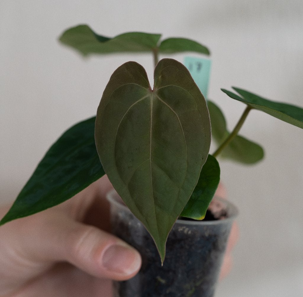 Anthurium Michelle x Papillilaminum zaailing #17, Overige soorten, Minder dan 100 cm, Groene kamerplant, Halfschaduw