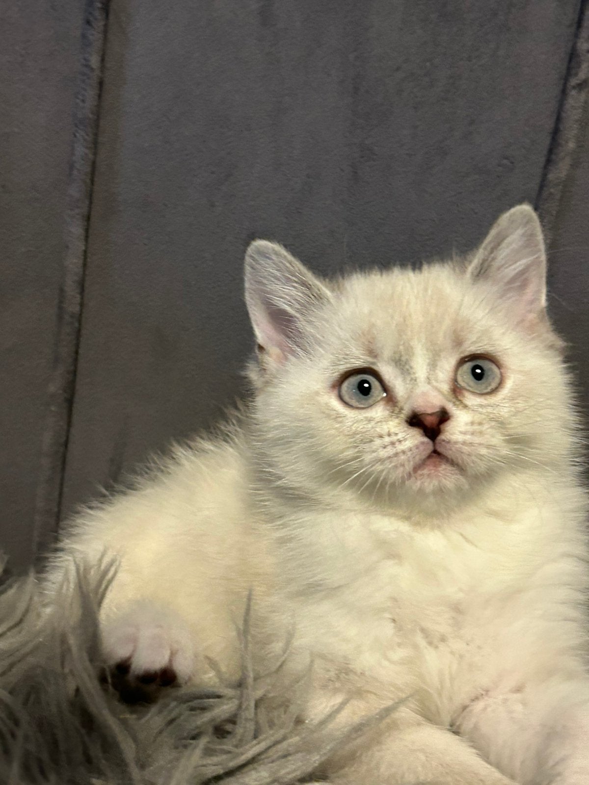 Britse Korthaar kittens – 2 maanden oud, Dieren en Toebehoren, Katten en Kittens | Raskatten | Langhaar, Meerdere dieren, Gechipt