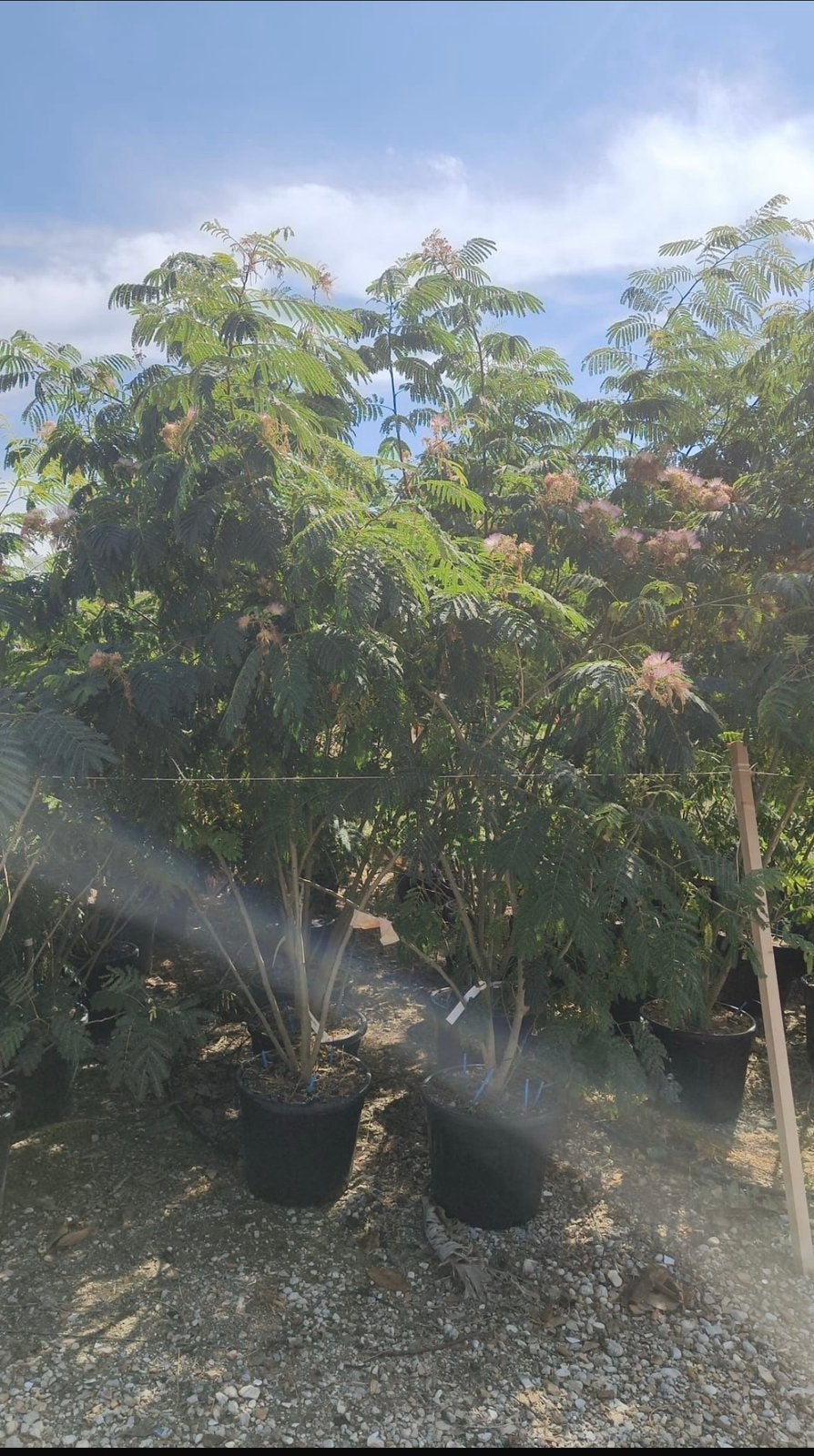 Meerstammige albizia in verschillende soorten, Ophalen of Verzenden, Zomer, Volle zon, Overige soorten
