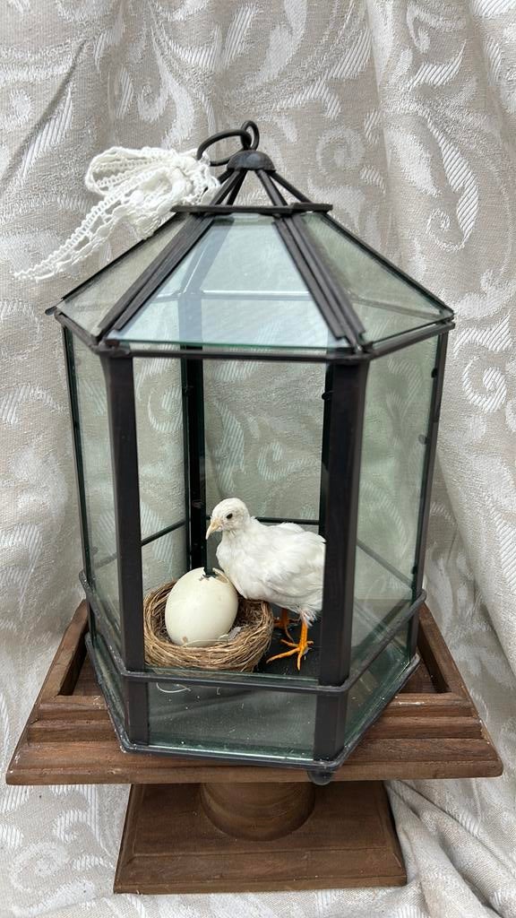 Echt opgezette vogel kuiken in glazen 6-kantige vitrine, Ophalen of Verzenden, Zo goed als nieuw, Overige soorten, Overige typen