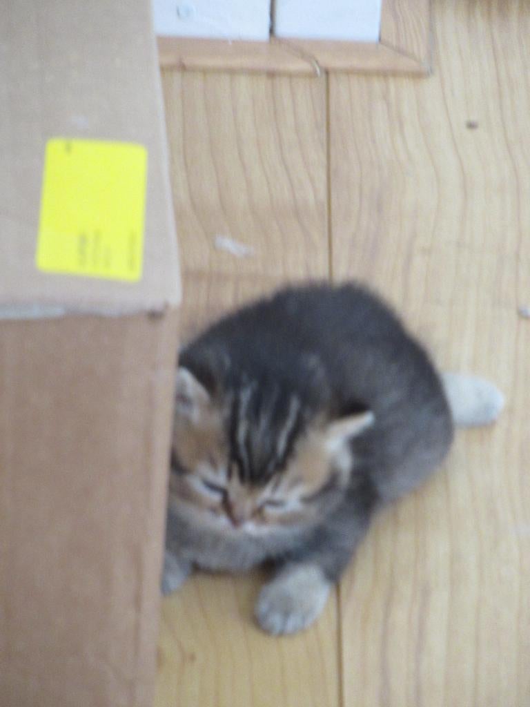 Kitten (v), Britse Korthaar, Poes, Ontwormd, 0 tot 2 jaar