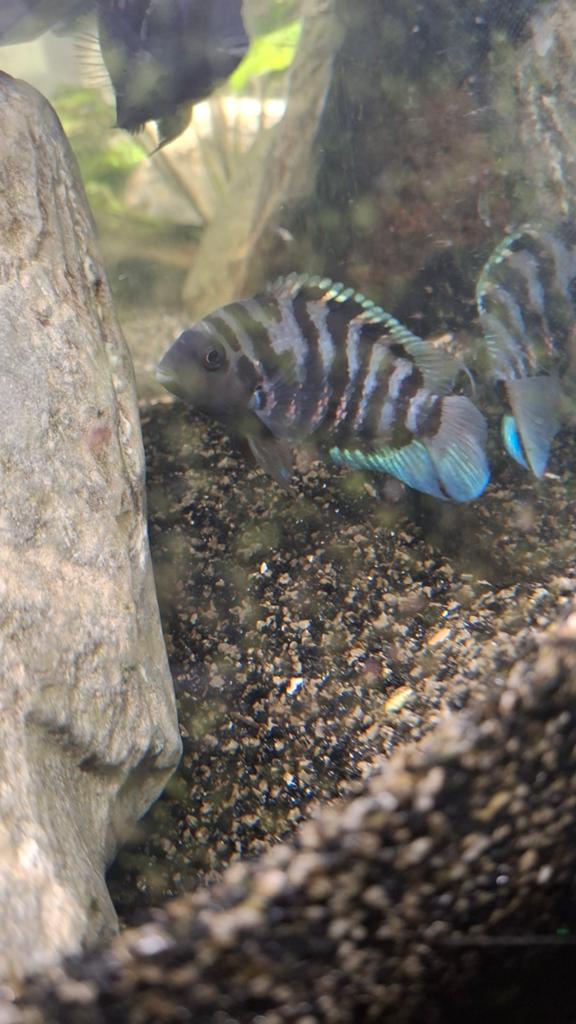 Zebra cicliden, Vis
