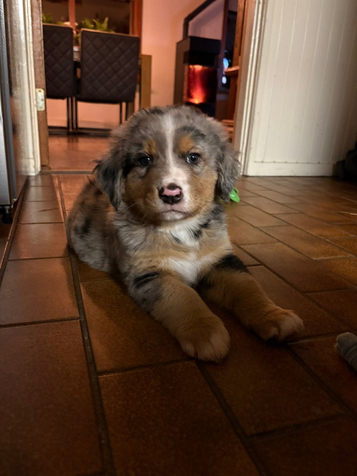 Kruising Australian Shepherd x Berner sennen pups, 8 tot 15 weken, Meerdere, Meerdere dieren, CDV (hondenziekte)