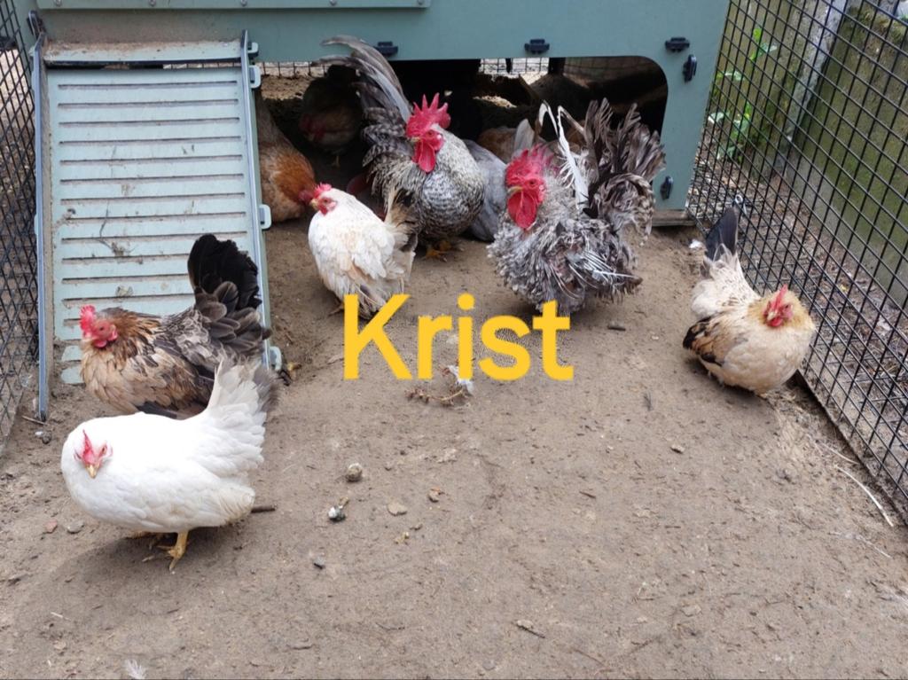 Chabo Japanse kippen 2025, Dieren en Toebehoren, Pluimvee, Meerdere dieren, Kip