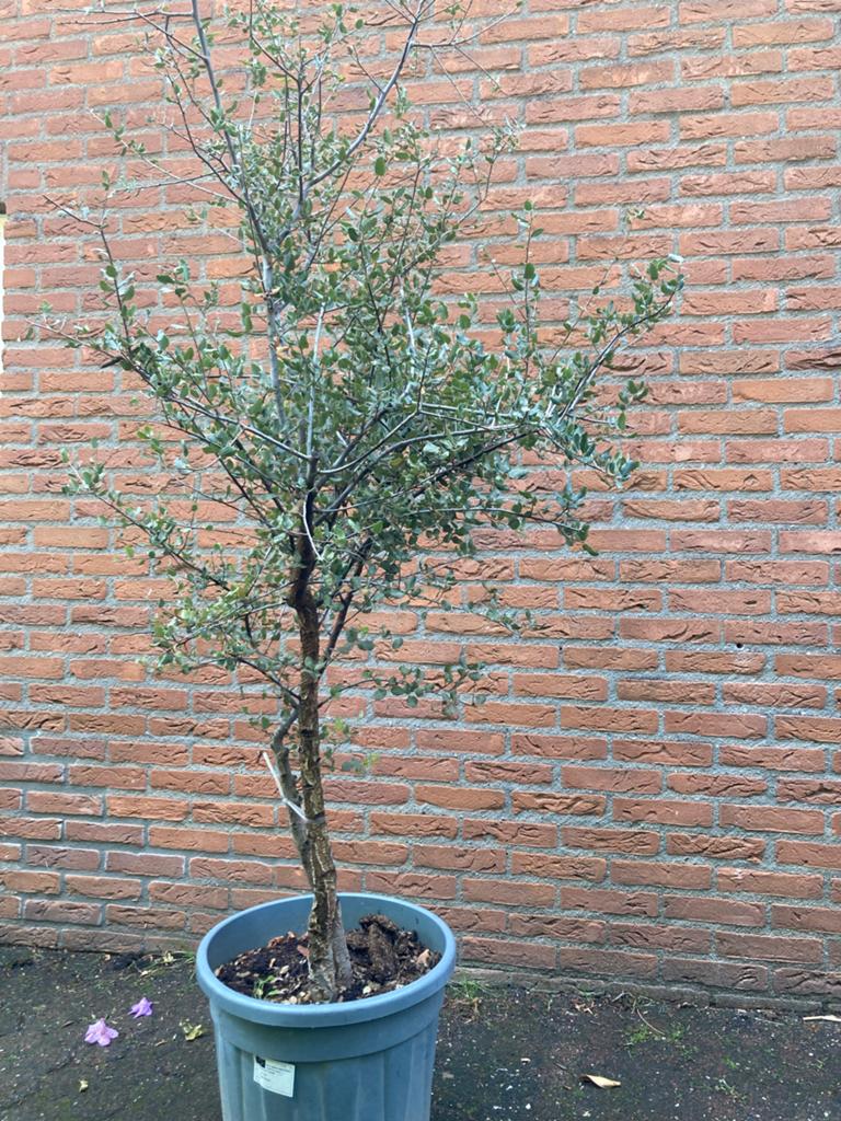 Kurkeik 170 cm - 2 stammen, Tuin en Terras, Planten | Bomen, Bloeit niet, 100 tot 250 cm, Volle zon, In pot
