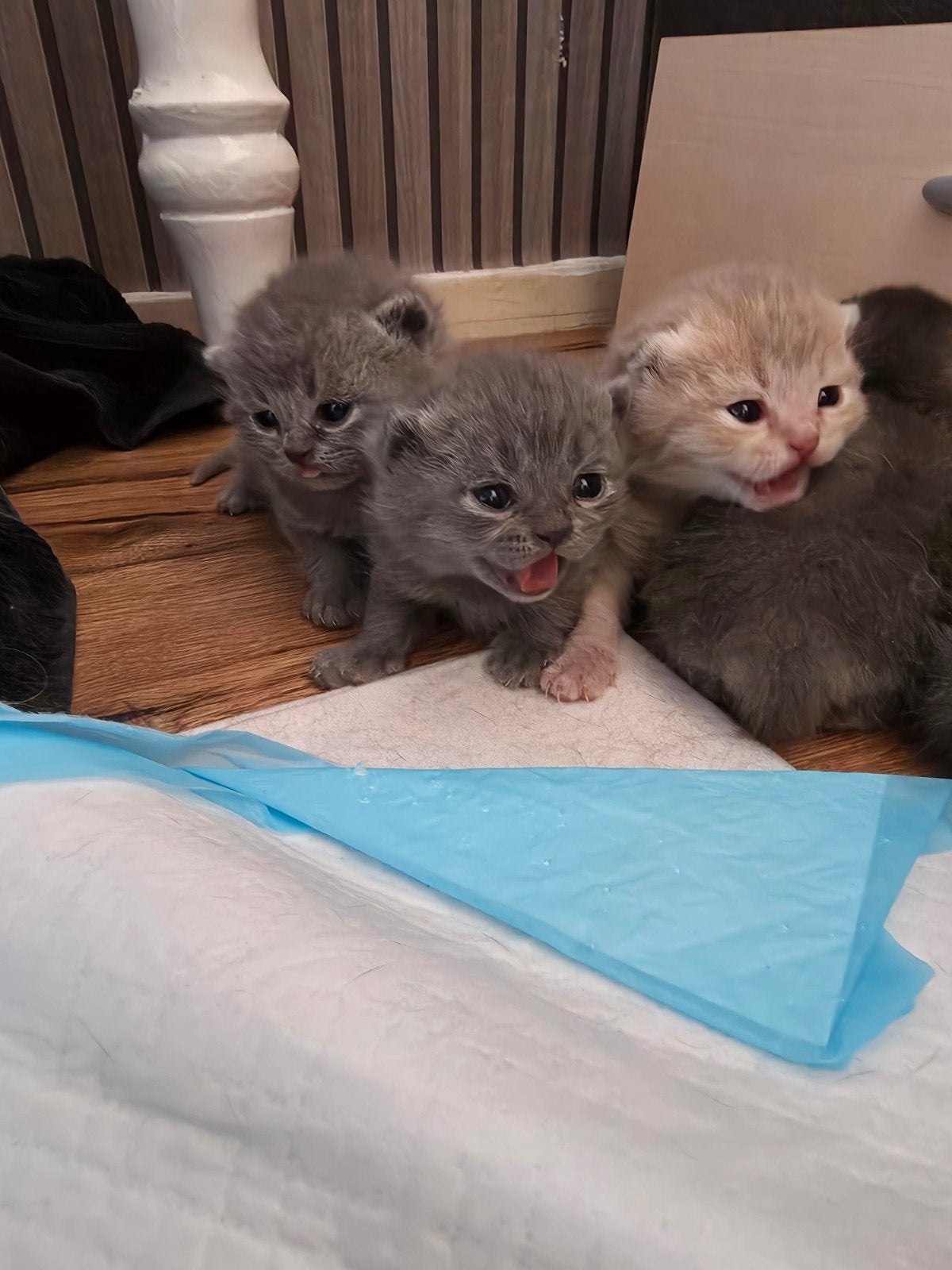 NOG TWEE  Britse korthaar kittens te koop!, Dieren en Toebehoren, Meerdere dieren, Kortharig, 0 tot 2 jaar