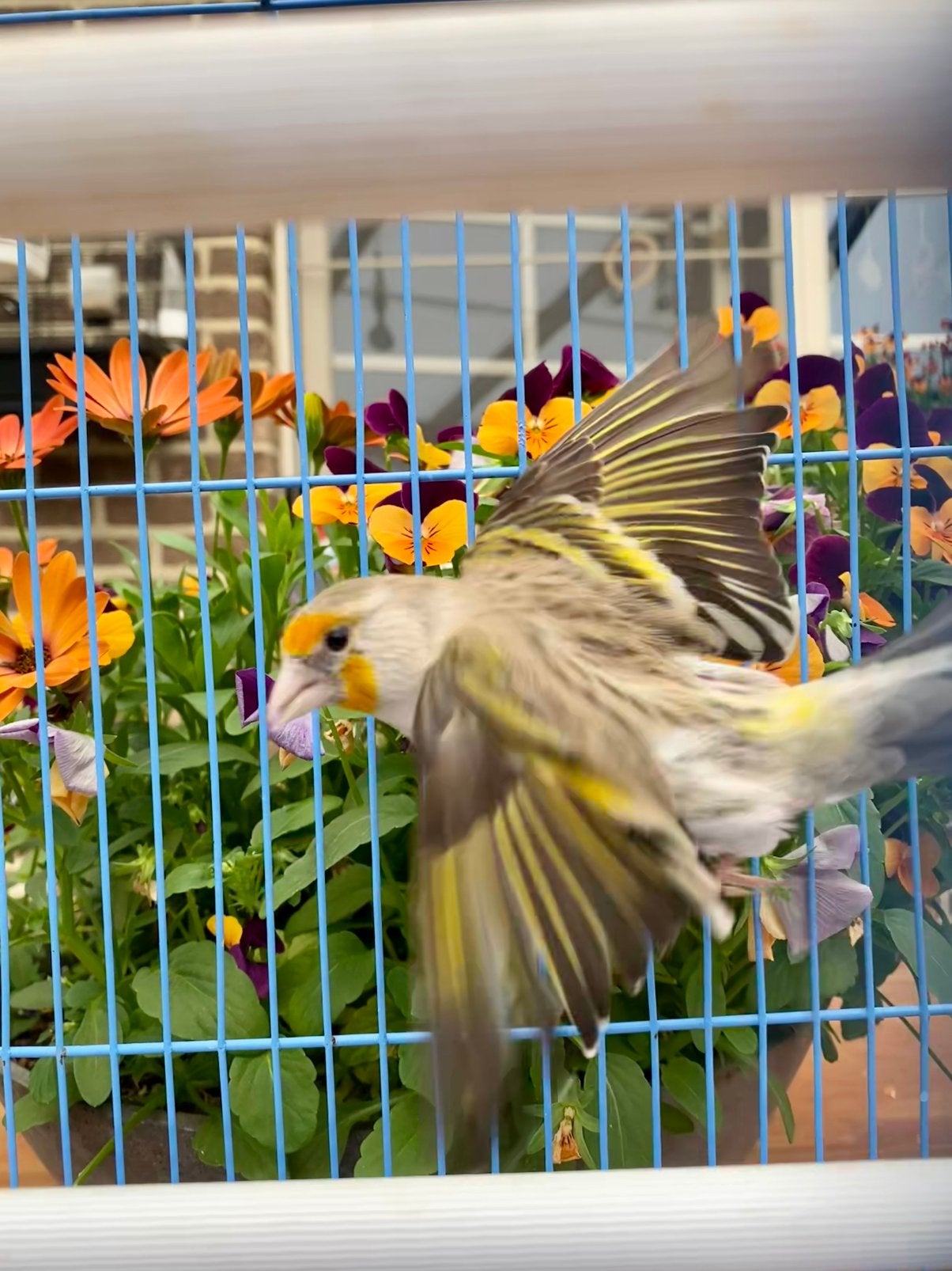 Kruising putter x kanarie pop 2025, Dieren en Toebehoren, Vogels | Kanaries, Vrouwelijk, Bastaard