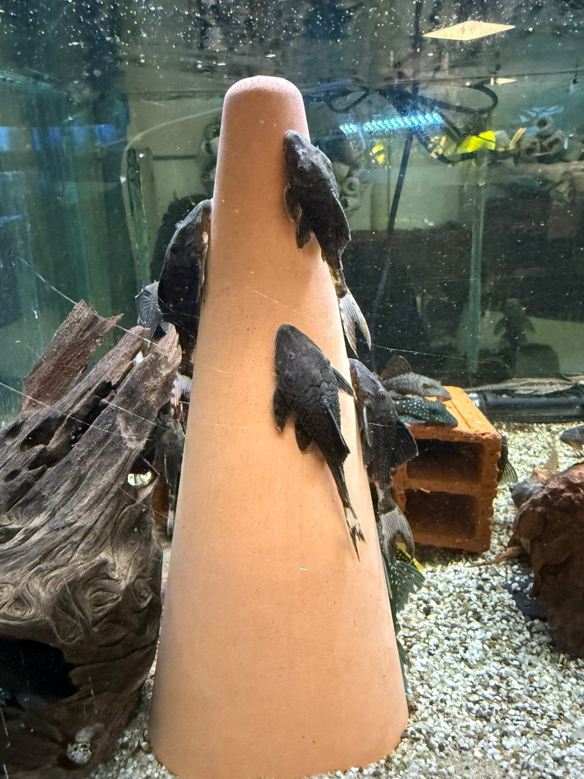 L090c - Panaque sp. Papa pleco, Vis, Zoetwatervis