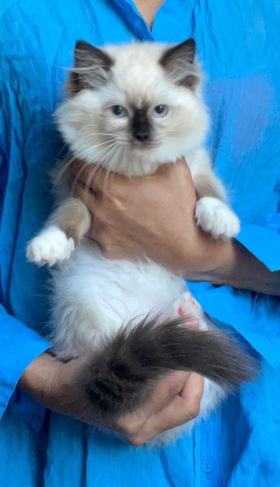 Ragdoll kitten, Poes, Ingeënt