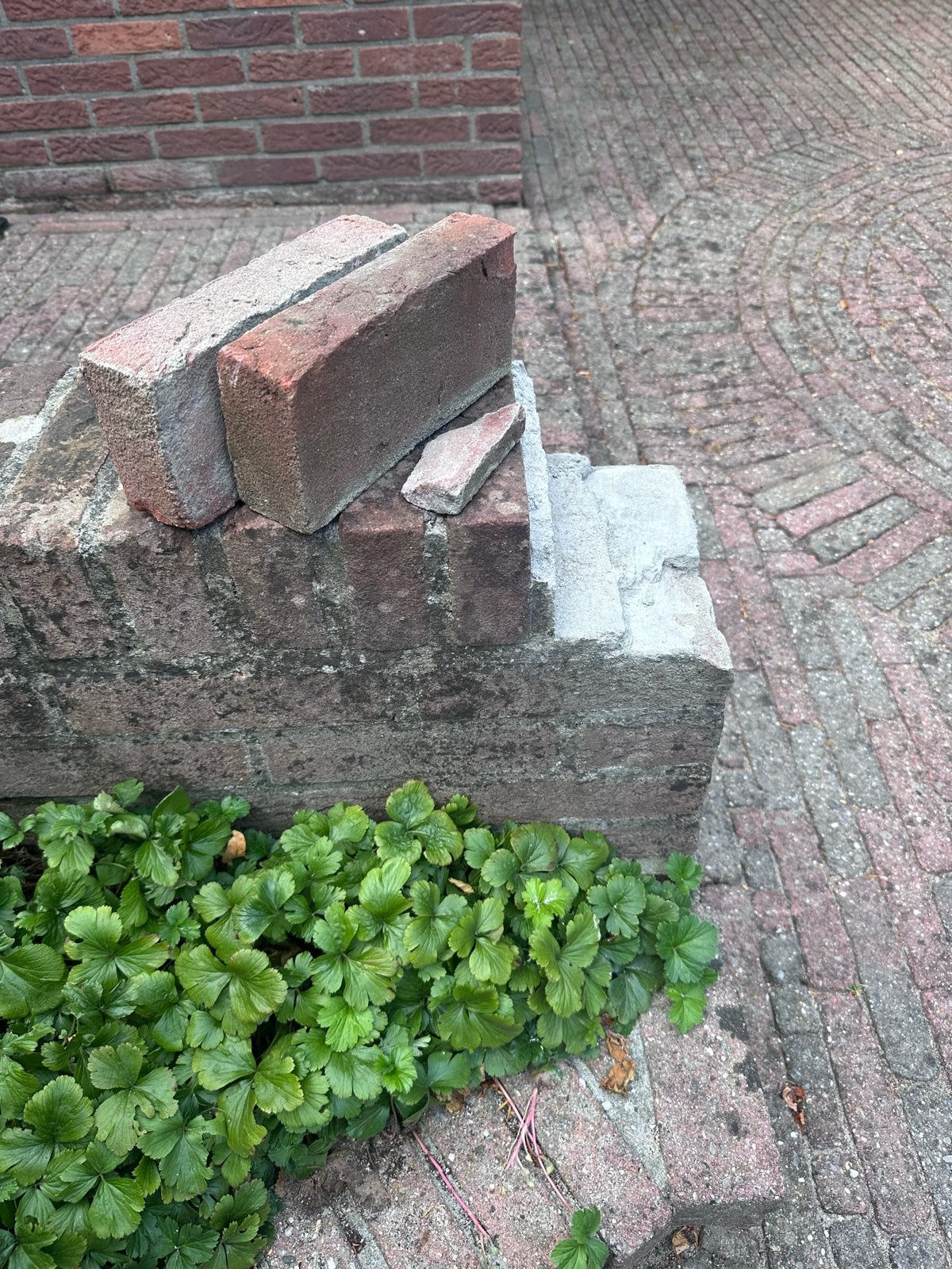 Metselaar gezocht, Ophalen, Nieuw, Overige typen