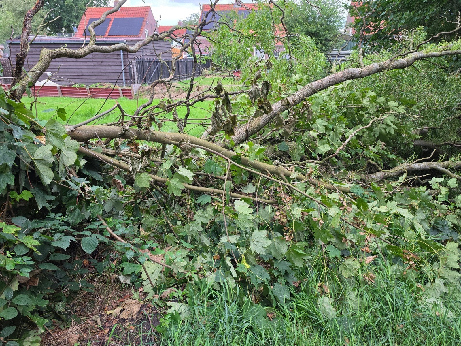 Hout voor de kachel - zelf zagen en meenemen, 6 m³ of meer, Ophalen, Overige houtsoorten, Stammen
