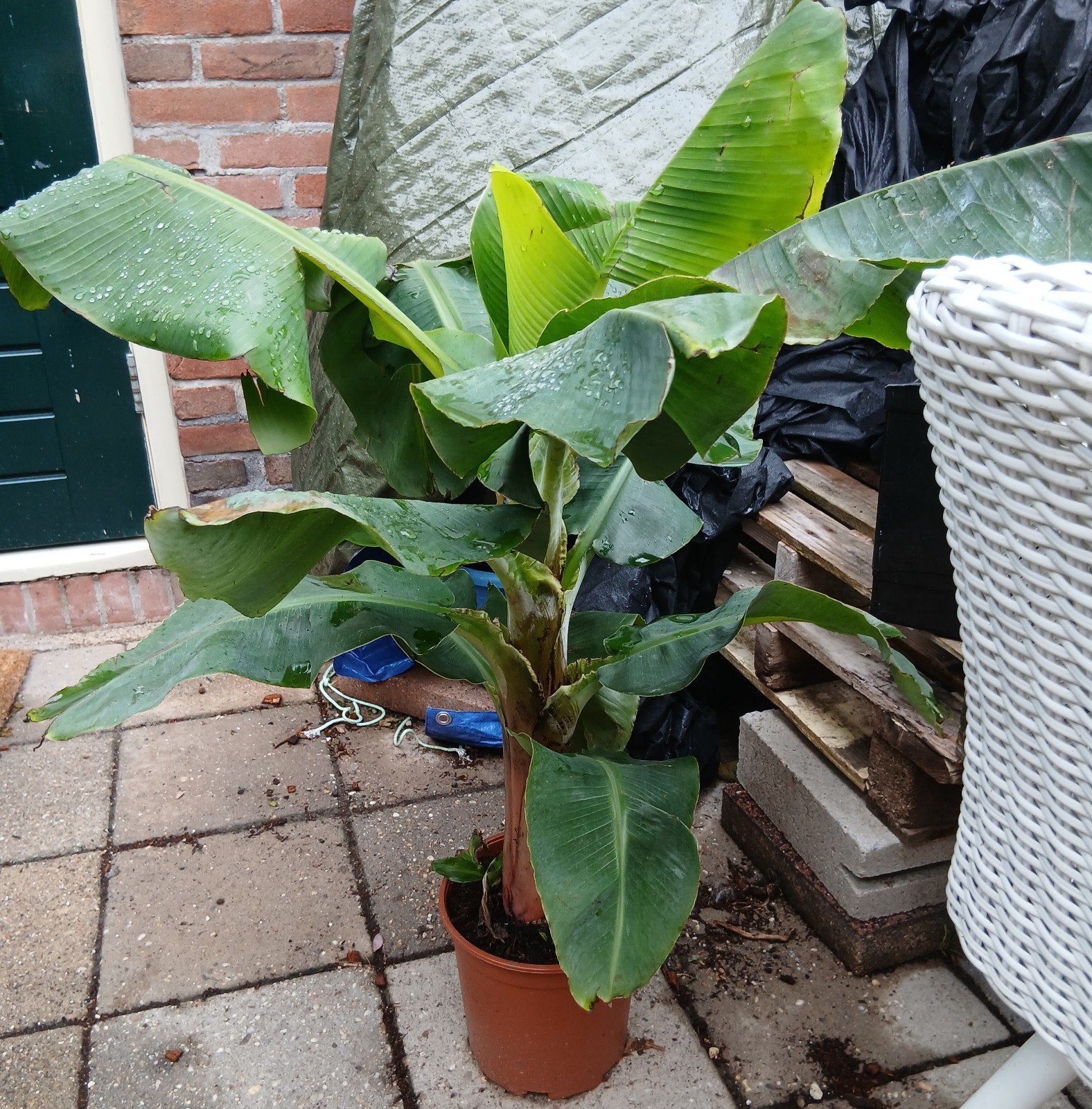 Grote winterharde bananenplanten - steun goed doel!, Ophalen, Volle zon