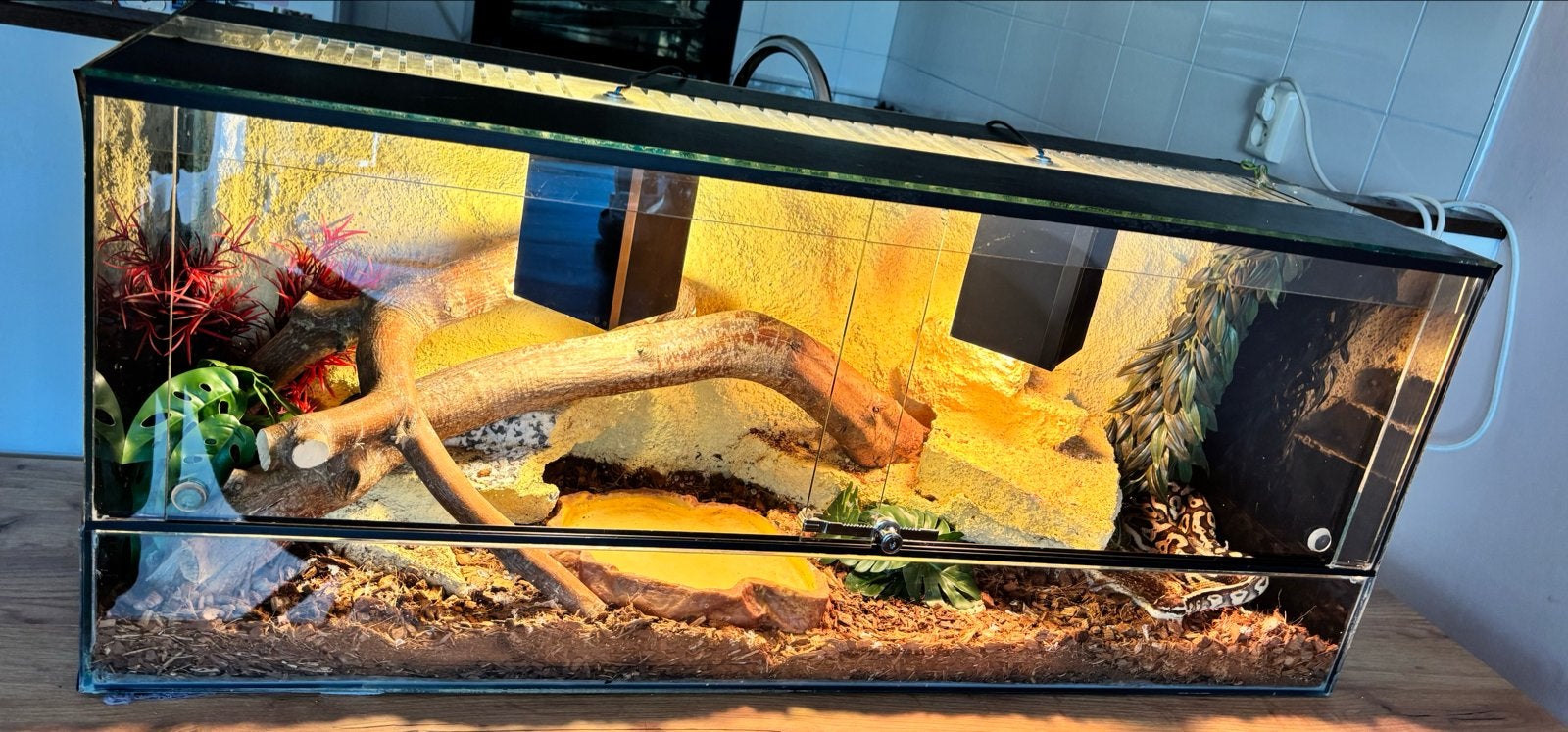 Koningspython met terrarium Ball Python - unknown for sale from Juanita van Hest