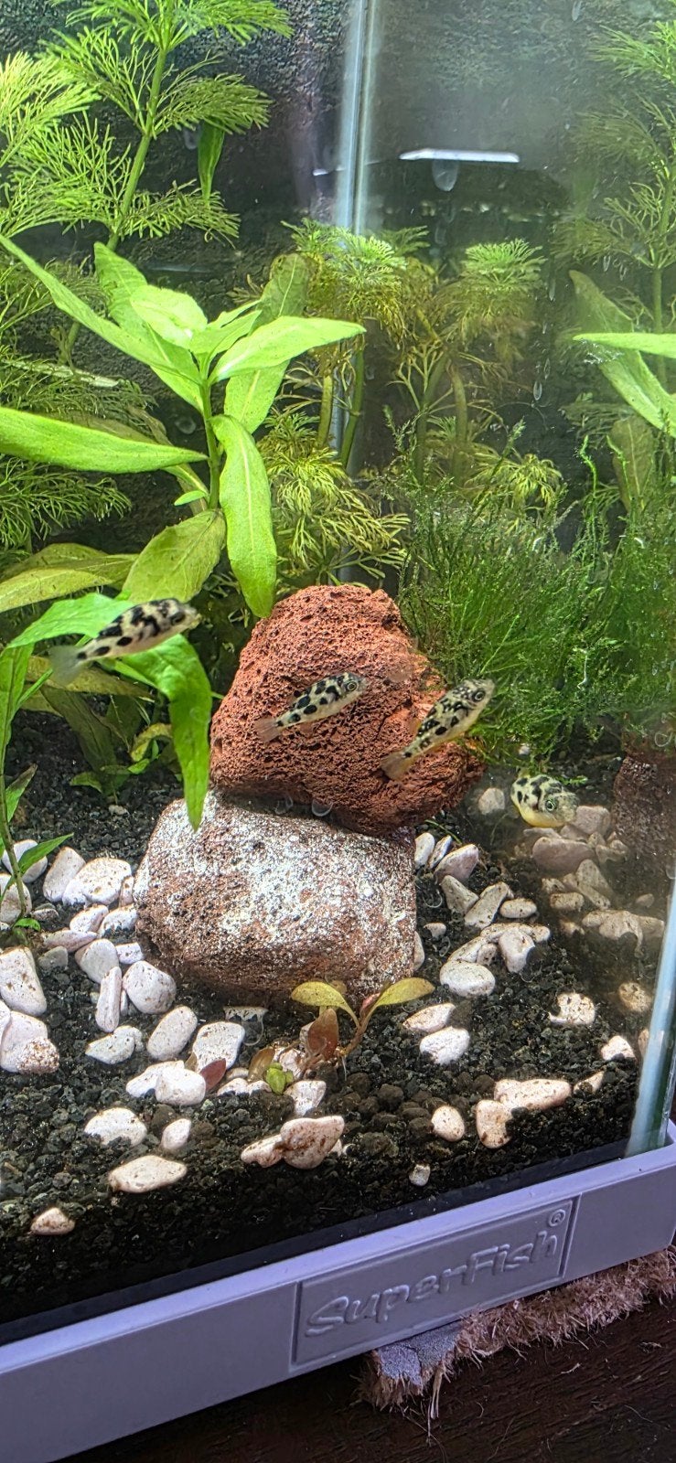 6 Dwerg Kogelvissen Pea Puffers, Vis