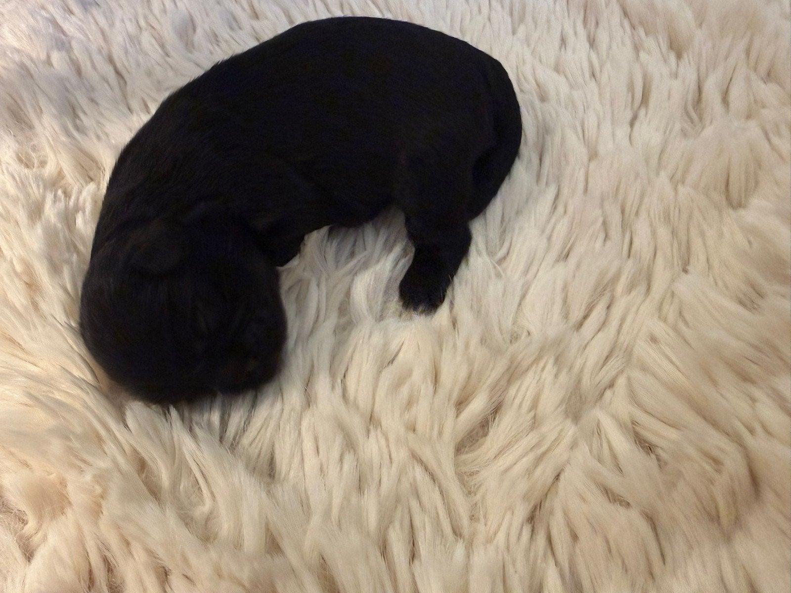 raszuivere Shih tzu pups., Dieren en Toebehoren, Parvo, Overige rassen, 8 tot 15 weken, Meerdere