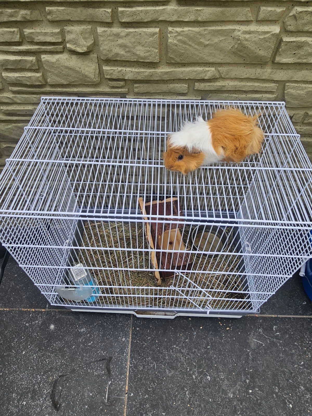 Cavia te koop, Cavia, Mannelijk, December, Tam