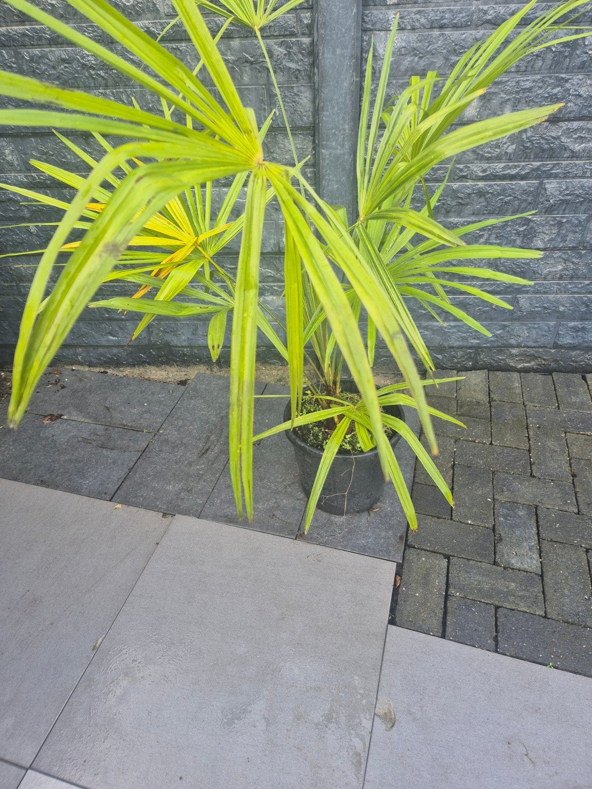 Trachycarpus Fortunei - Winterharde Palmboom, Tuin en Terras, Volle zon, Vaste plant, Zomer, Ophalen