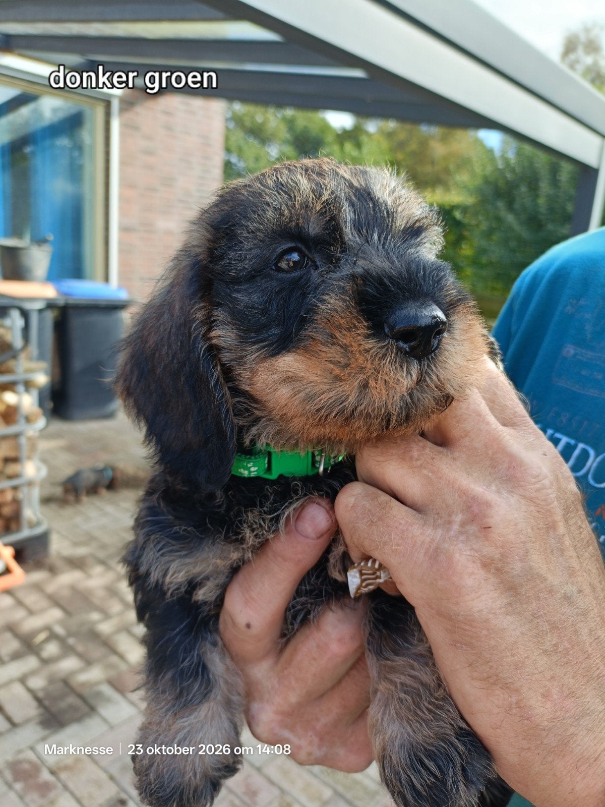 ruwharige teckel pups reutjes, Dwerg, Meerdere, Meerdere dieren, Ruwhaar