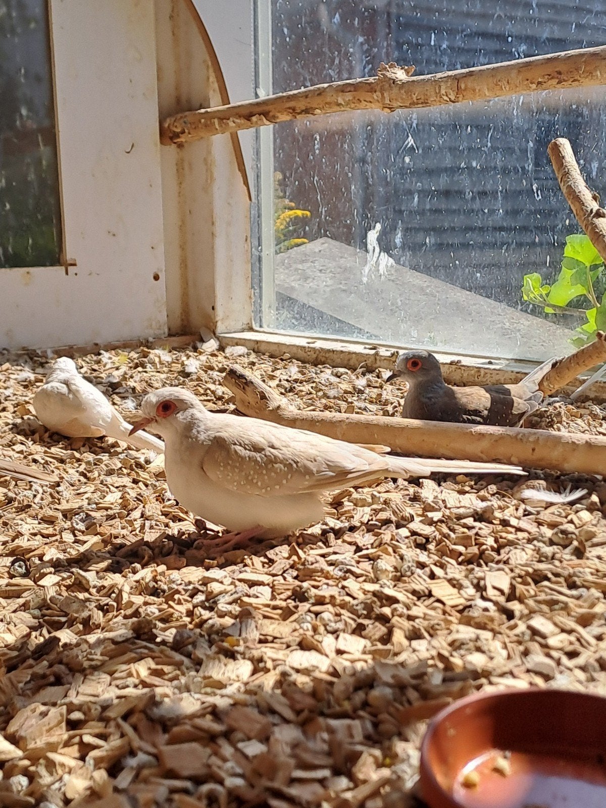 diamantduifjes, Meerdere dieren