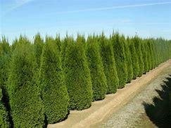 Thuja Smaragd (prachtige haagconifeer) in diverse maten, Ophalen of Verzenden, Bloeit niet, Overige soorten, Halfschaduw