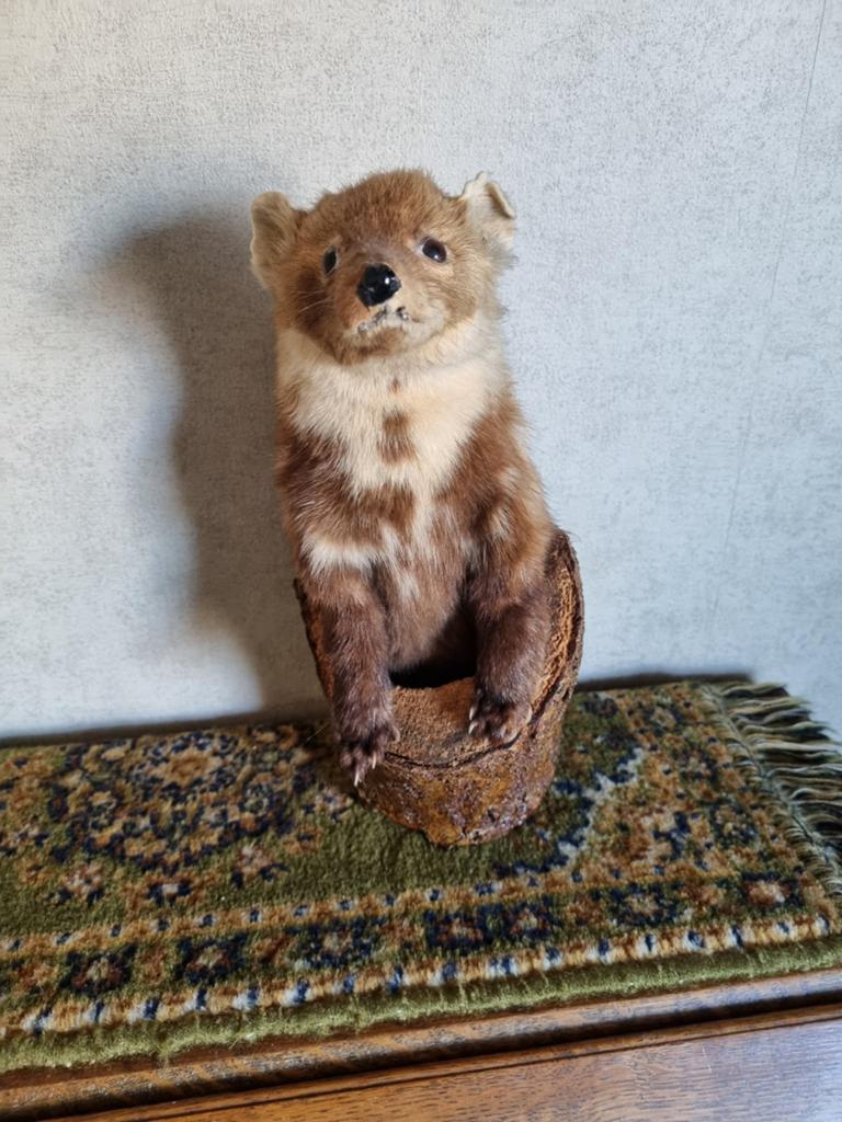 Boom marter, Ophalen of Verzenden, Zo goed als nieuw, Beeldje of Figuurtje