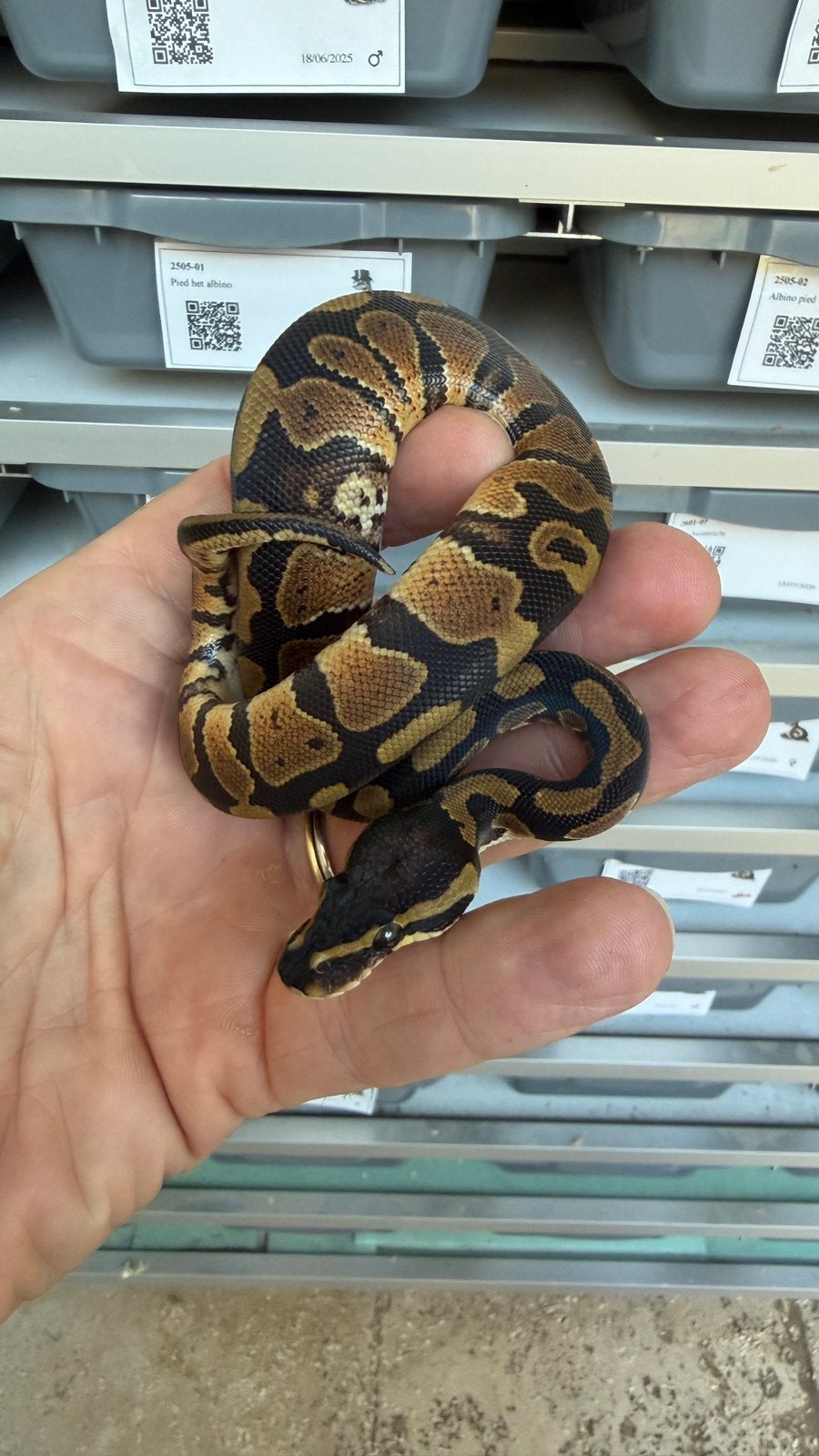 Kweek je eigen dreamsicles ball python Ball Python photo 4