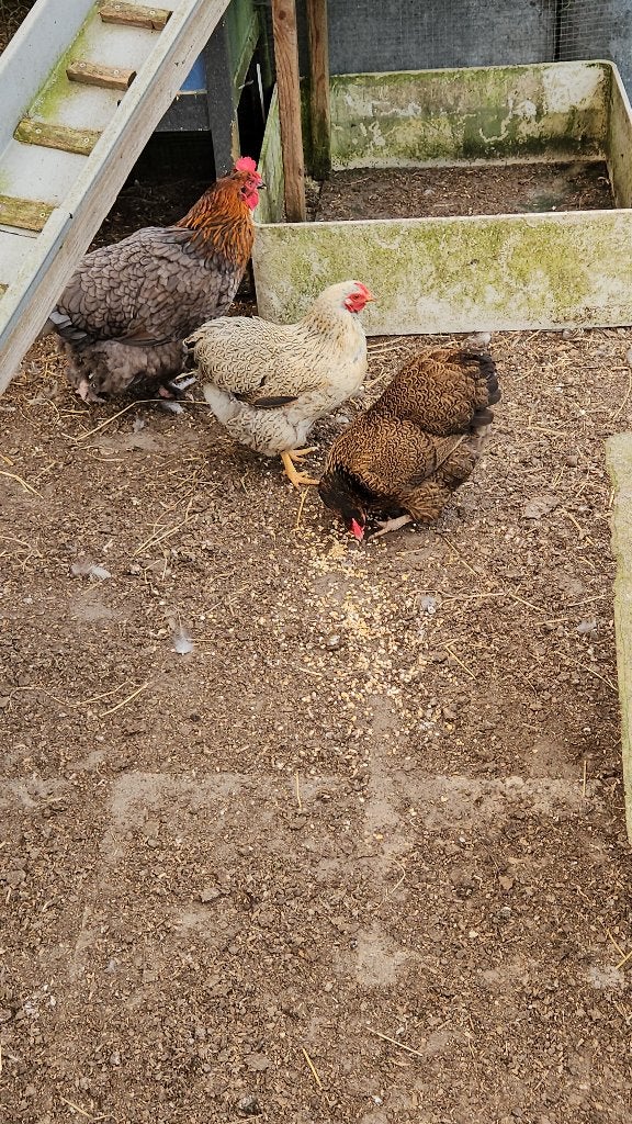 Gratis: 4 hennen op leeftijd, Dieren en Toebehoren, Pluimvee, Vrouwelijk, Kip