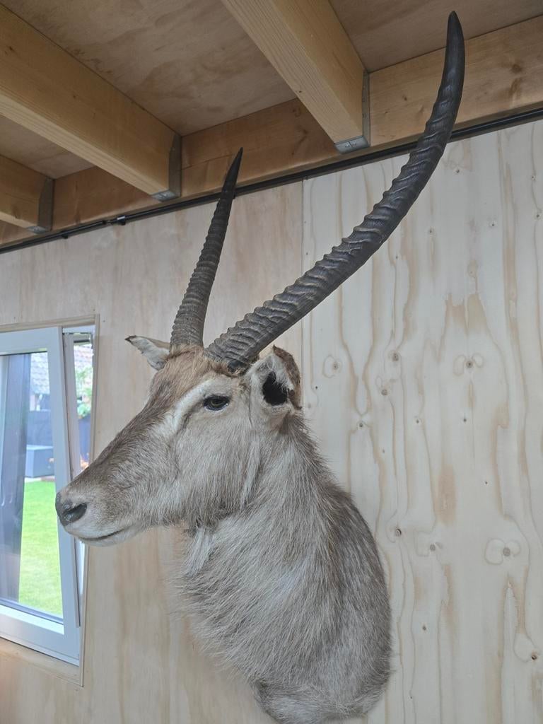 Opgezette waterbok taxidermie, Ophalen of Verzenden, Zo goed als nieuw, Wild dier, Opgezet dier