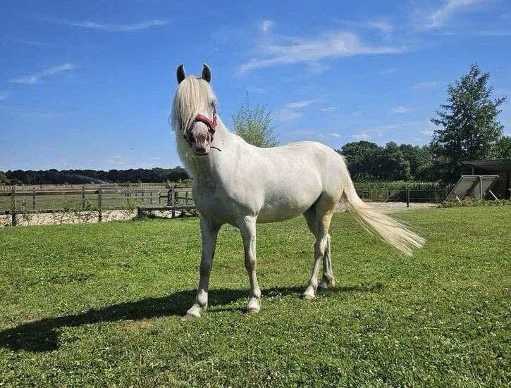 Welsh pony -  merrie met stamboom, Merrie, B pony (1.17m tot 1.27m), Met stamboom, 3 tot 6 jaar