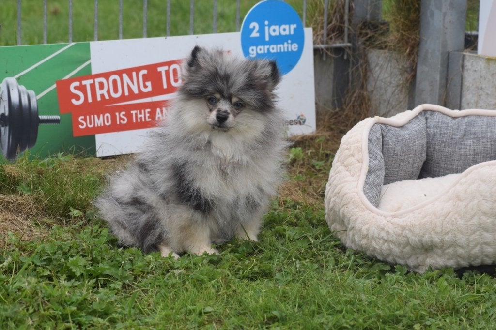 Dwergkees pup ,Pomeriaan keeshond spitz, België, Keeshond, Reu, 8 tot 15 weken