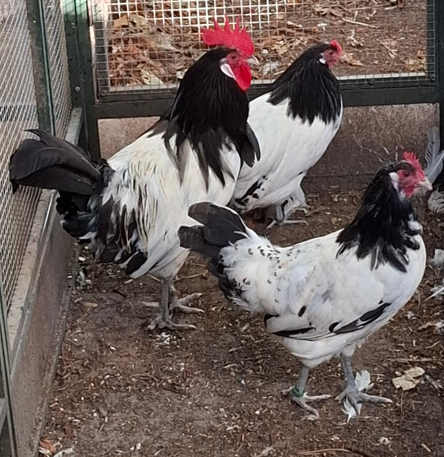 trio lakenvelder kippen groot, Dieren en Toebehoren, Meerdere dieren, Kip