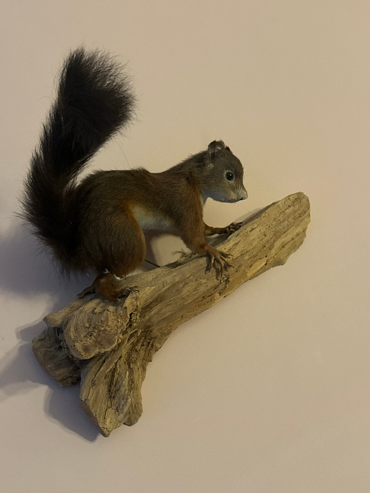 Eekhoorn opgezet taxidermie vintage, Ophalen of Verzenden