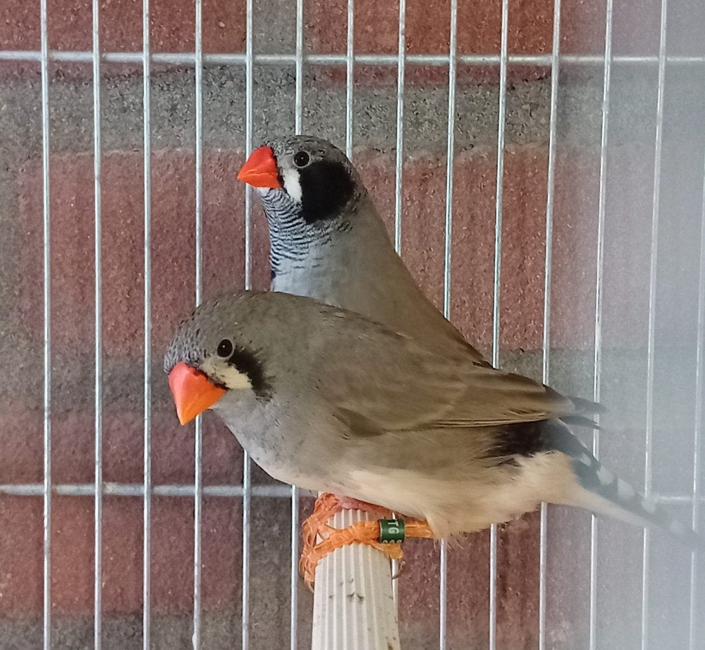 Zwartkop Zebravink popje, Vrouwelijk, Kleurkanarie