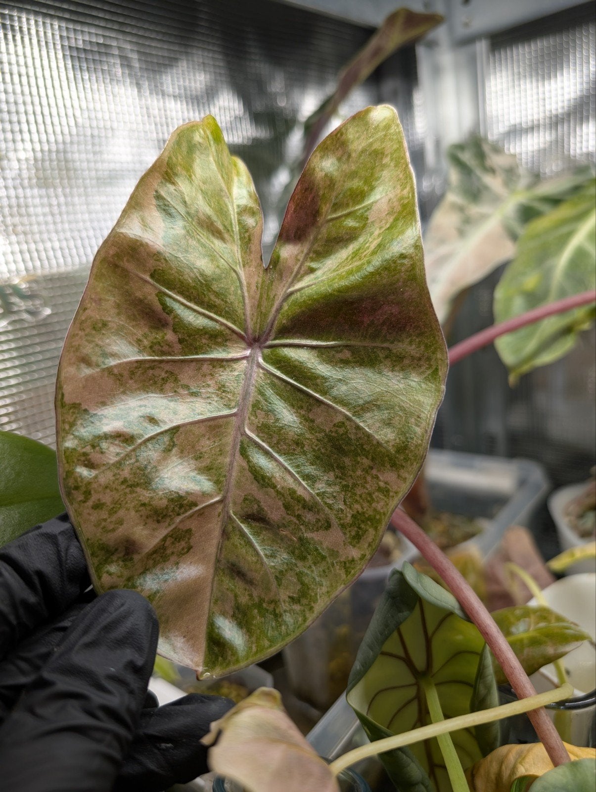 Alocasia Calidora x Flamingo x Infernalis Variegata Knol, Ophalen of Verzenden, Halfschaduw, Minder dan 100 cm