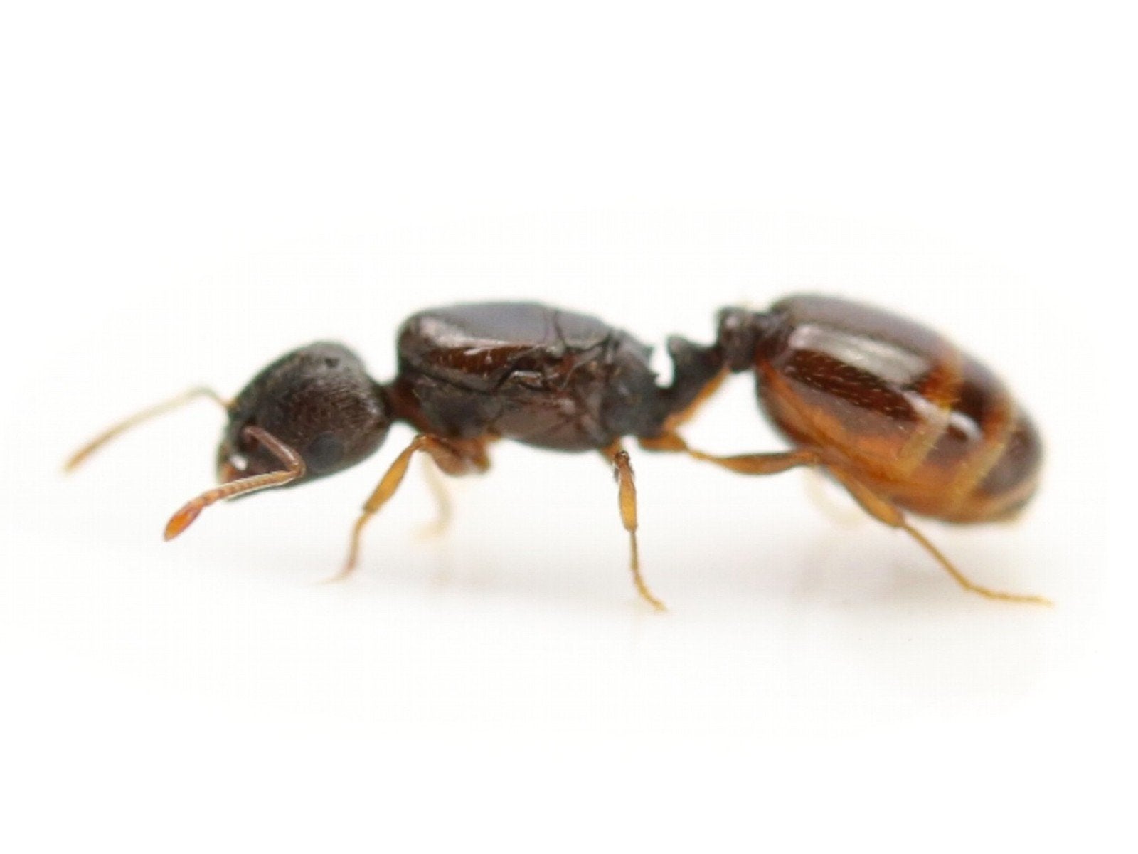 Tetramorium semilaeve kolonie 10-40 werkers, Mieren