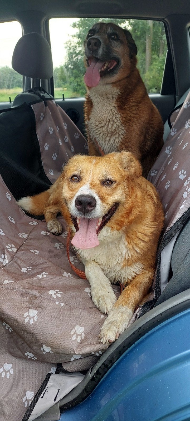 ter adoptie australian shepherd 5 jaar oud, Dieren en Toebehoren, Honden | Niet-rashonden, Parvo, Teef, Eén hond, Nederland