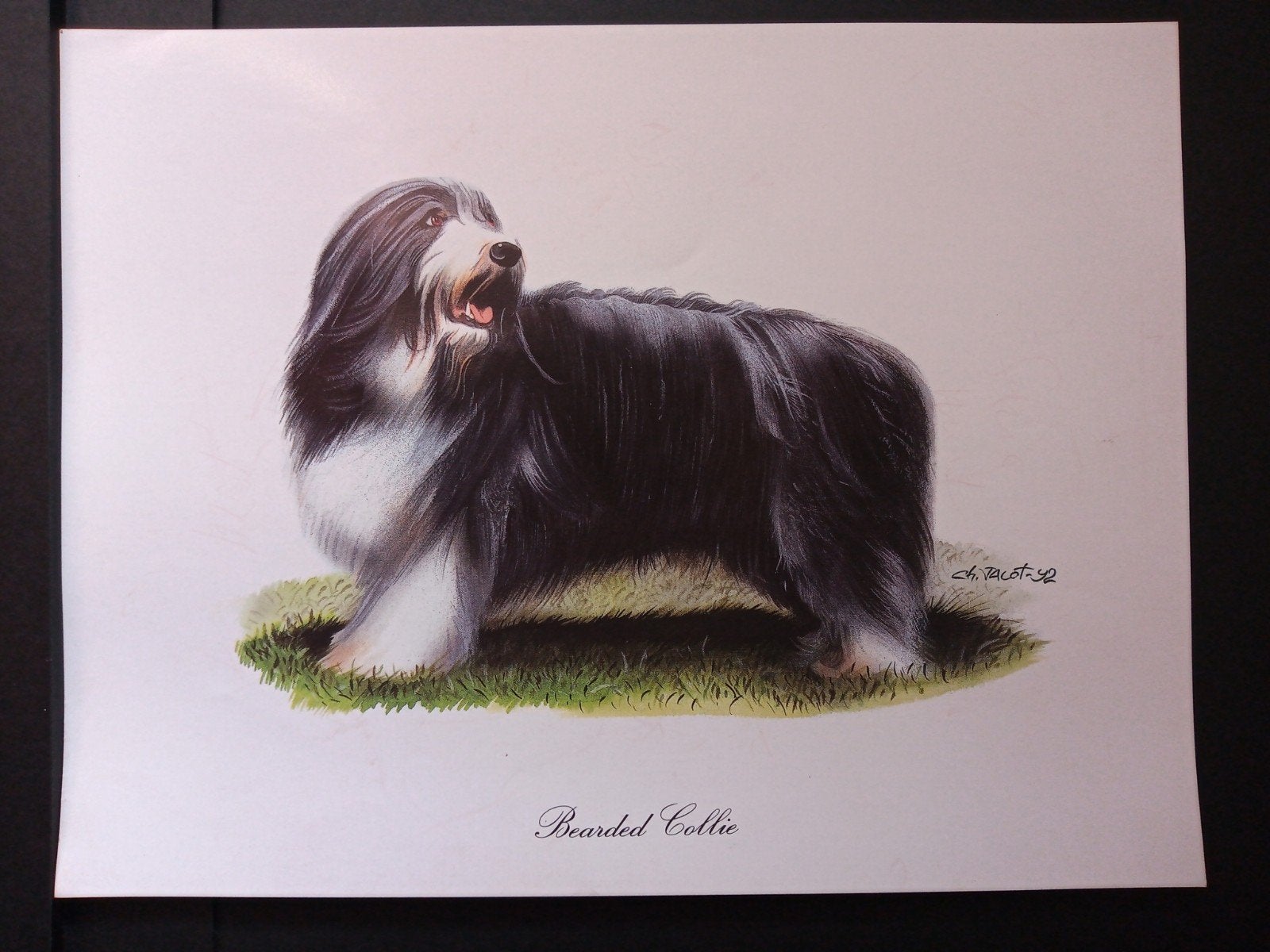 Bearded Collie - kunstprent - levensecht - Ch Jacot, Verzenden, 1980 tot heden, Zo goed als nieuw, Dier