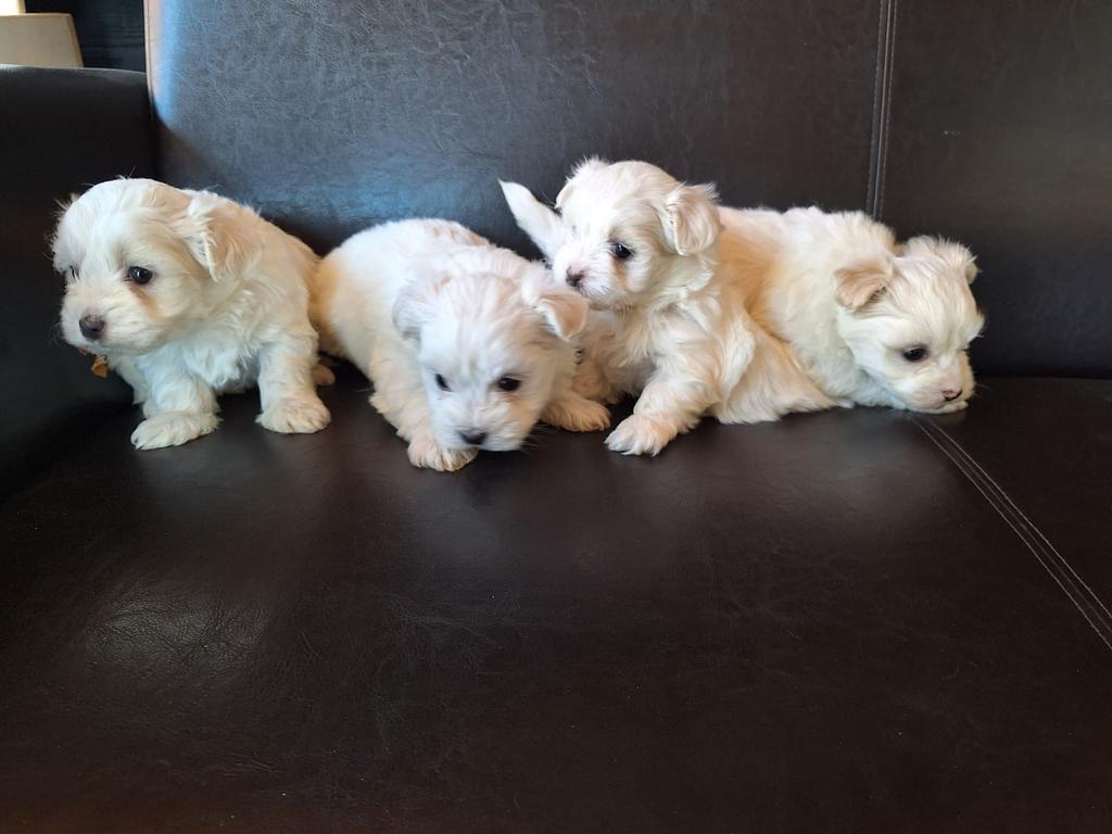 Pups Maltezer Leeuwtje reutjes, 8 tot 15 weken, Meerdere, Meerdere dieren, Klein