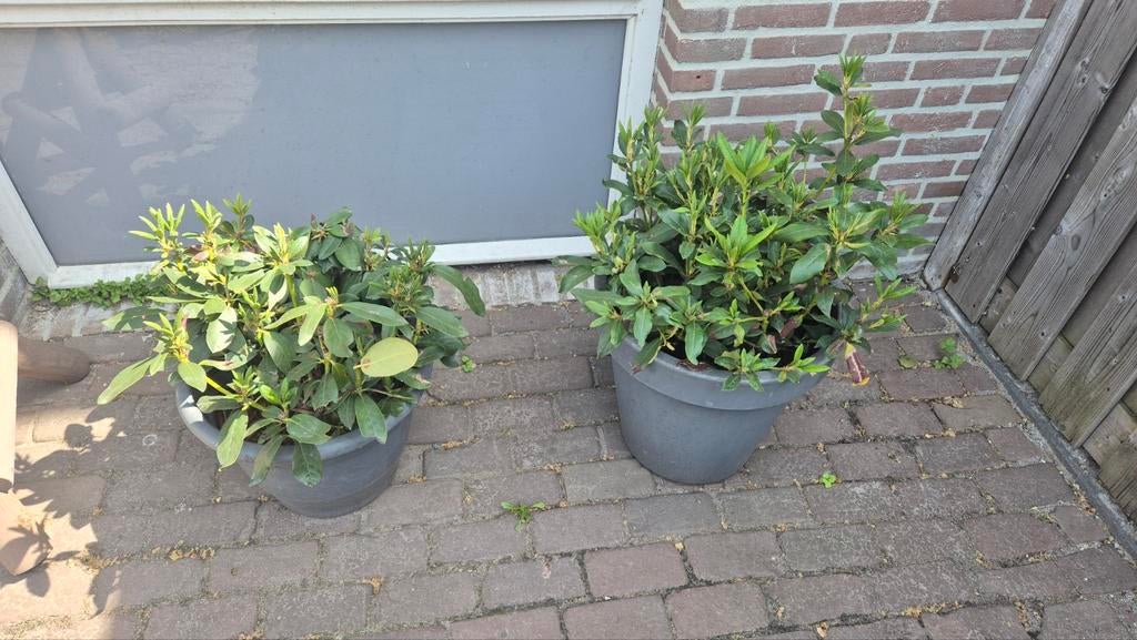 2 Rhododendron planten in potten (50cm & 45cm), Tuin en Terras, Planten | Tuinplanten, Ophalen, Overige soorten, Halfschaduw