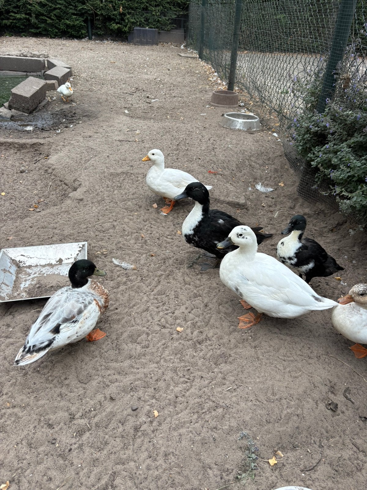 Kwakertjes / kwakers, Meerdere dieren, Kip