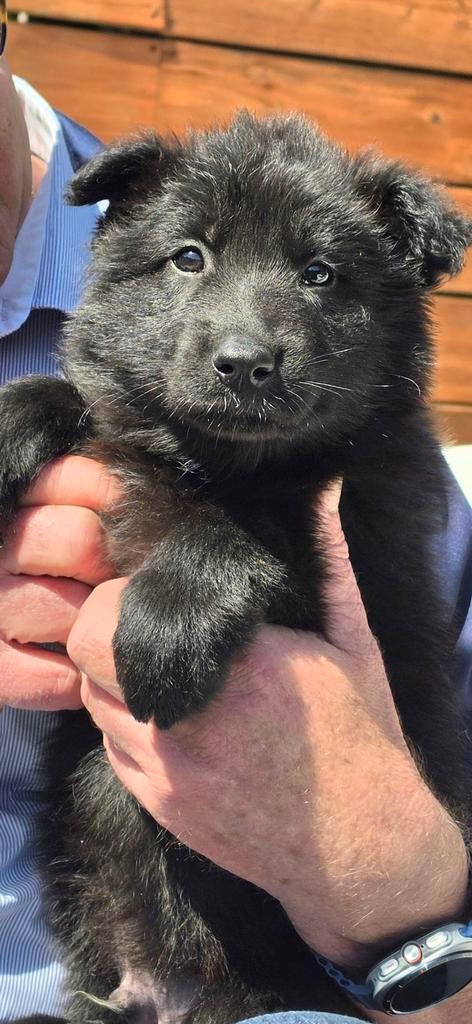 Prachtige x herder puppies te koop mogen meteen mee verhuize, Dieren en Toebehoren, Parvo, 8 tot 15 weken, Meerdere, Meerdere dieren