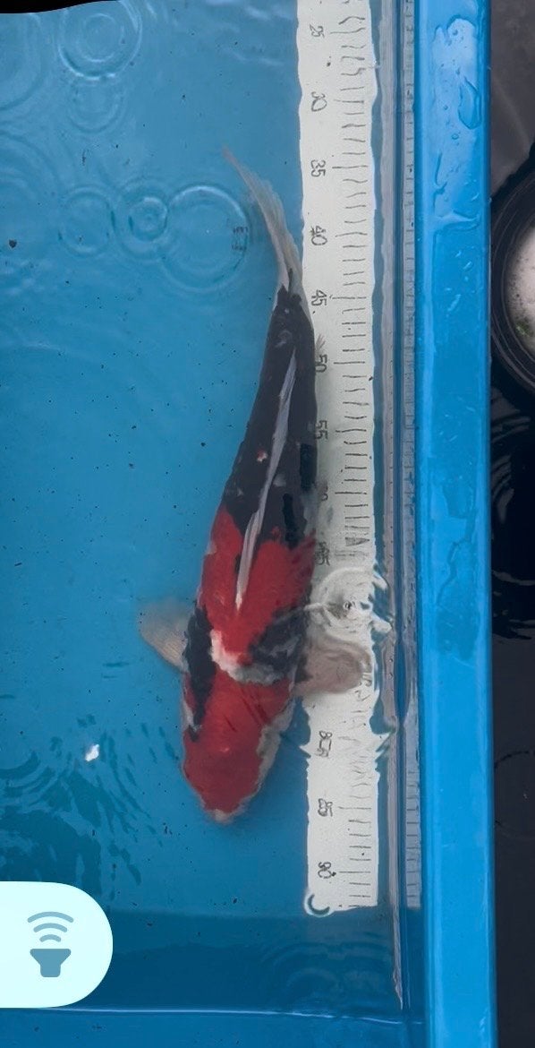 Showa 53 cm, Karper of Koi