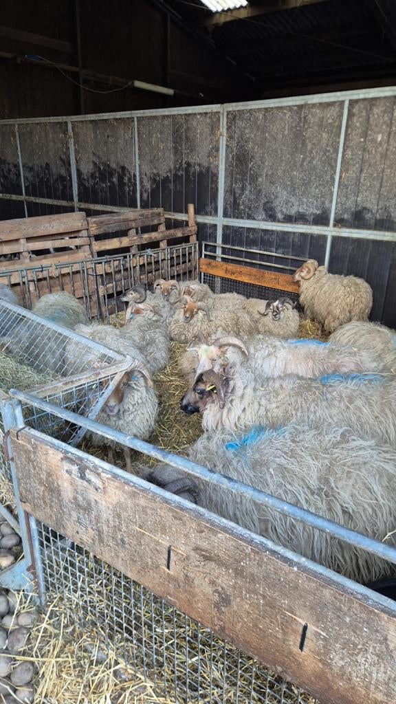 Heide rammen Overjarige, Mannelijk, Schaap