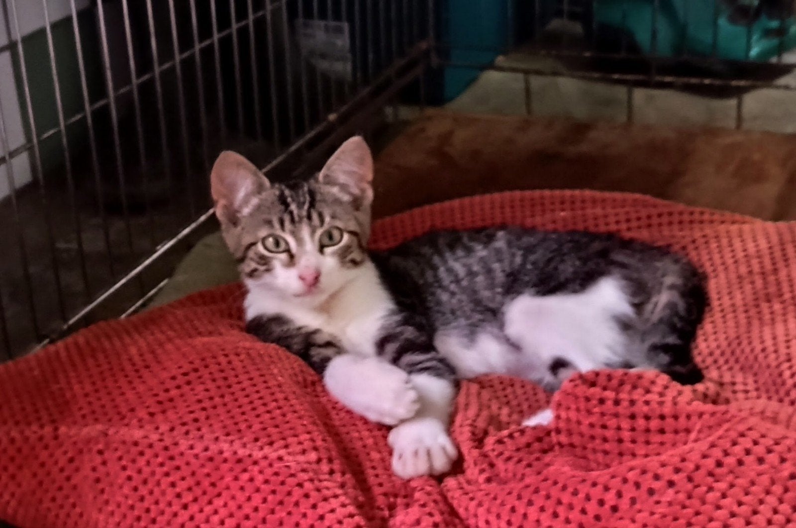Lieve boerderij kittens te koop, Dieren en Toebehoren, Meerdere dieren