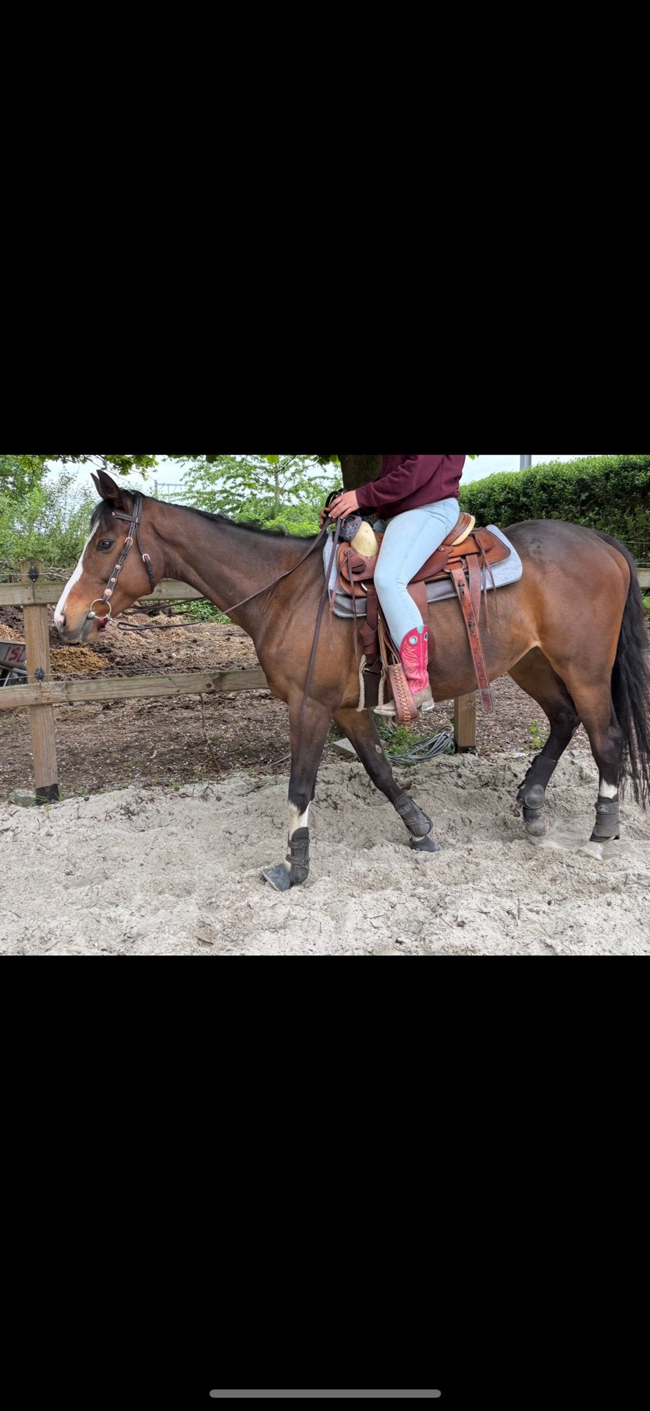 Fijn allround paard voor recreatie en sport, Ruin, Recreatiepaard