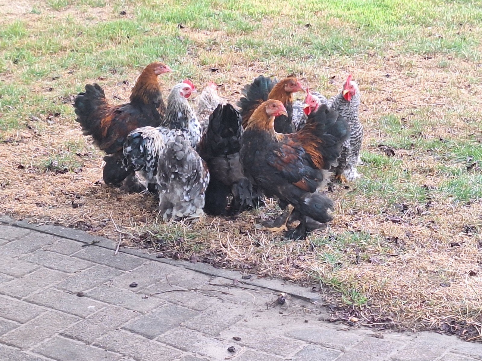 krielhanen brahma en cochin, Dieren en Toebehoren, Meerdere dieren, Kip