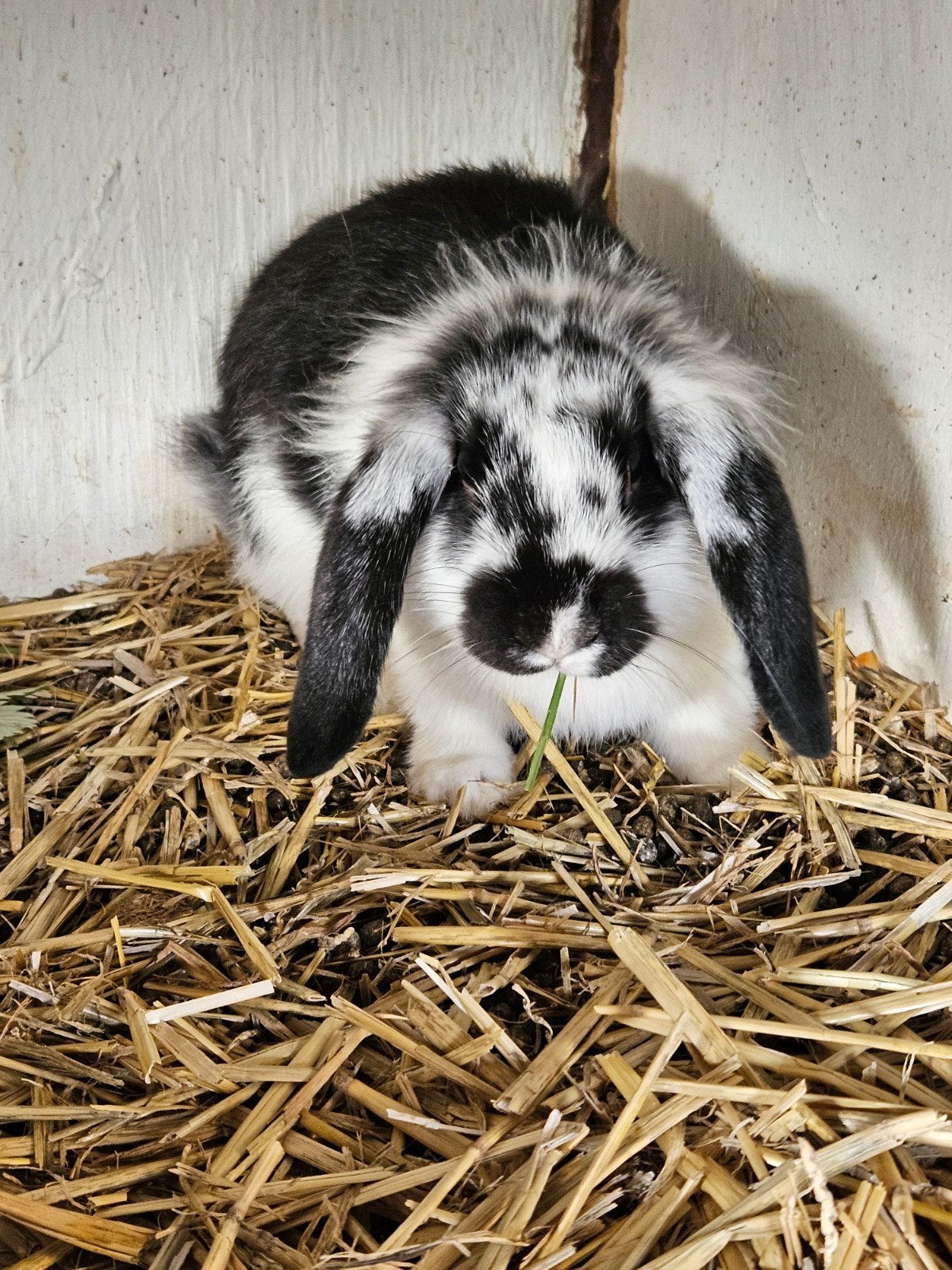 Tekoop mooie hangoor dwergkonijnen, Dieren en Toebehoren, Knaagdieren, Mei, Mannelijk, Tam