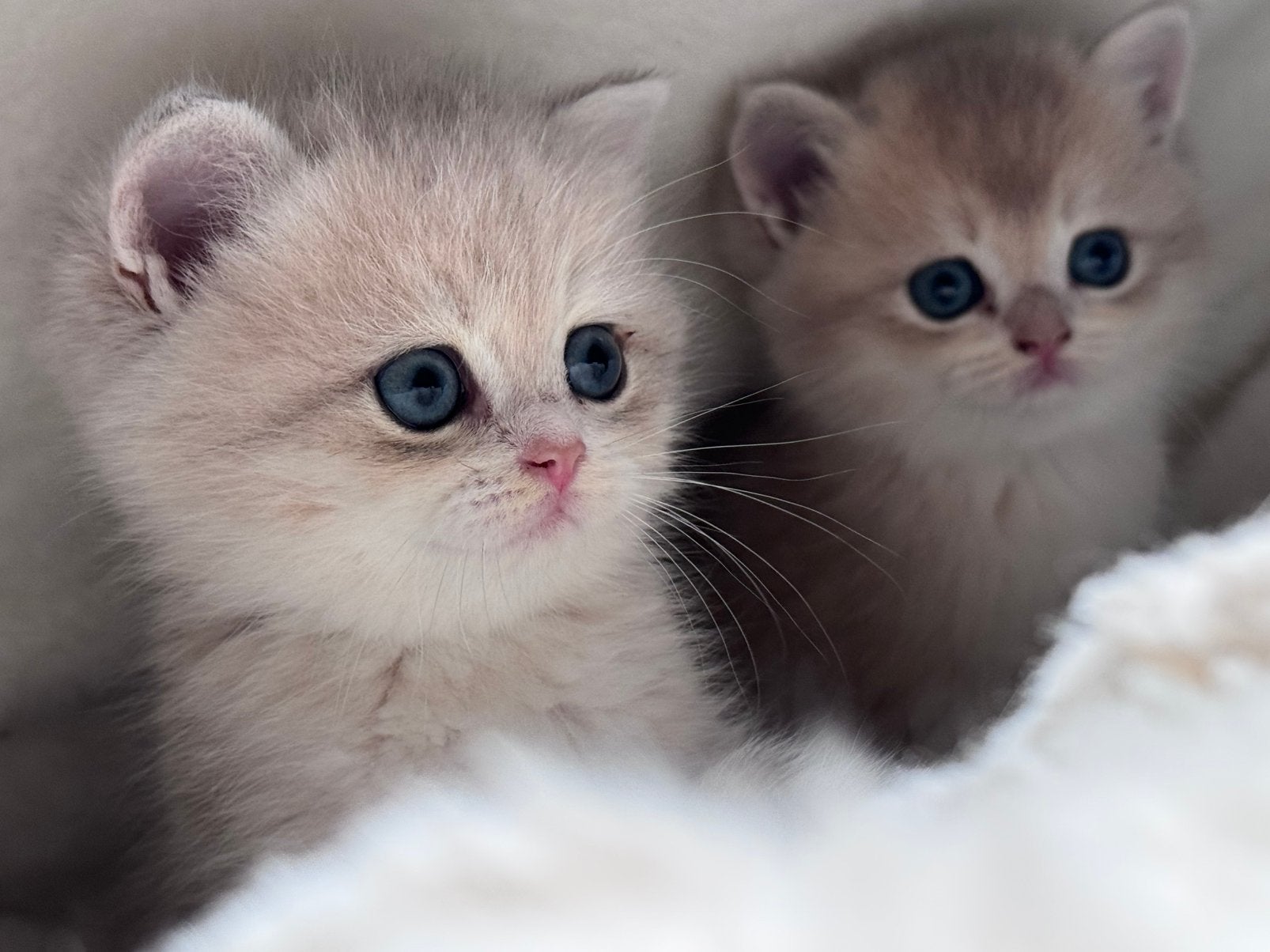 Kittens golden Shell Britse korthaar KAMPIOENEN Ouders, Meerdere dieren, Ontwormd