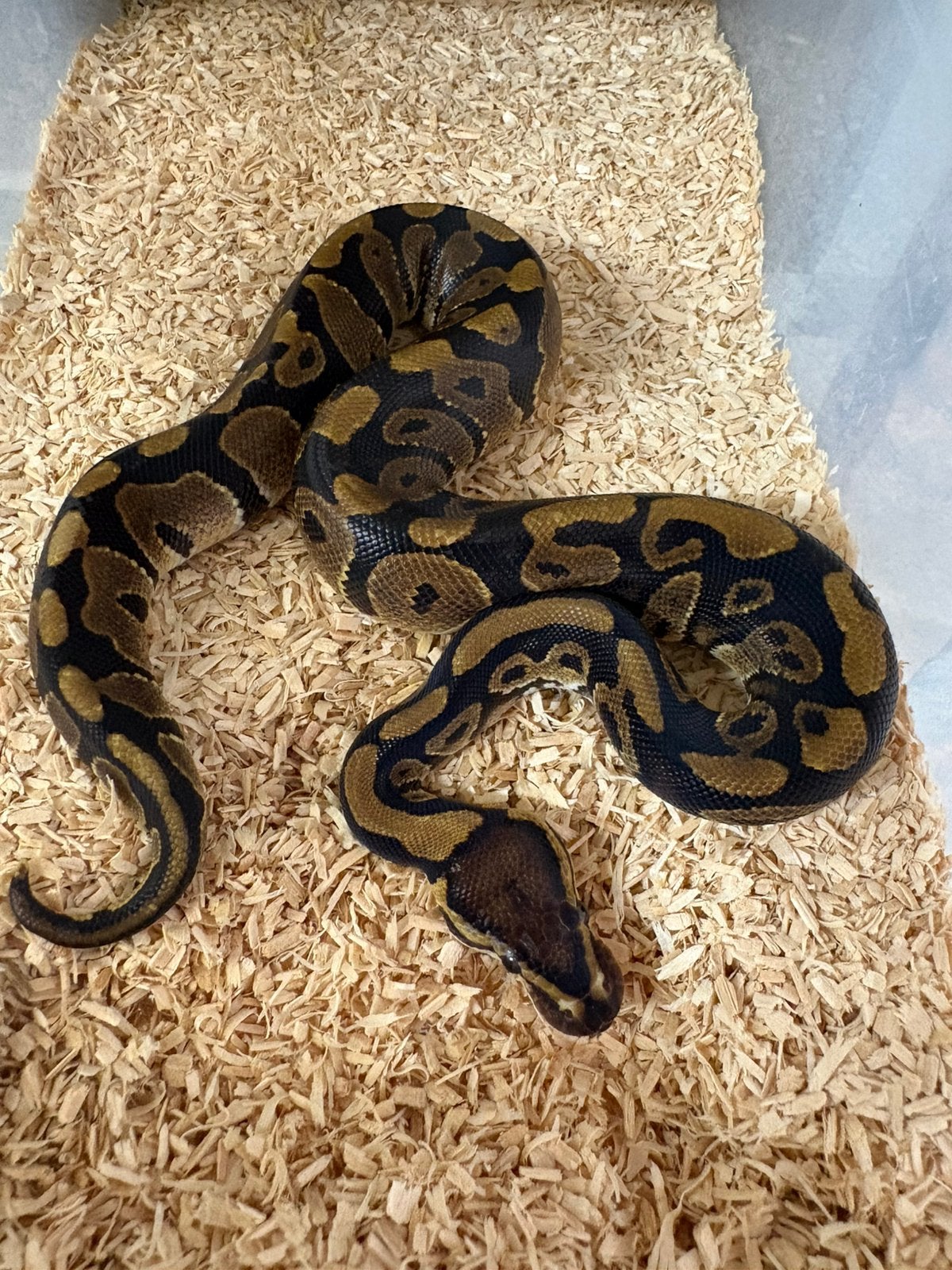 Man wildkleur dh clown dg ballpython koningspython. Ball Python - unknown for sale from willems